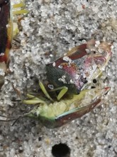 Two colourful shield bugs (elasmostethus interstinctus) in close-up on a stony ground with detailed