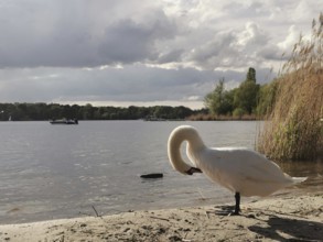 Swan (cygnus) on the shore of a lake under a cloudy sky, Tegeler See, Berlin