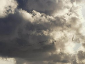 Dramatic sky with clouds and flying birds (aves), migratory birds against the light, Baltic Sea