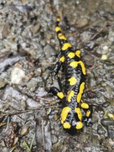 Fire salamander (salamandra salamandra) on wet, leaf-covered forest floor, Franconian Forest nature