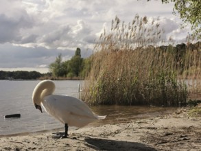 Swan (cygnus) standing on the sandy shore of a lake under a cloudy sky, Tegeler See, Berlin