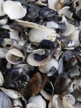Close-up of various mussel shells (bivalvia) on the beach, Baltic Sea