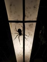 Silhouette of a spider (araneae) in front of an illuminated surface in the dark, Franconian Forest