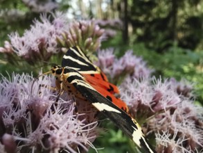 A Jersey tiger (euplagia quadripunctaria) in close-up on a flowering plant in the forest,