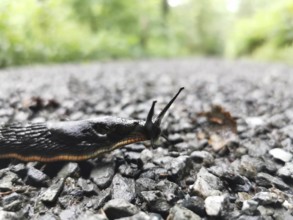 Close-up of a Black slug (Arion ater) crawling over an asphalt road, Franconian Forest nature park