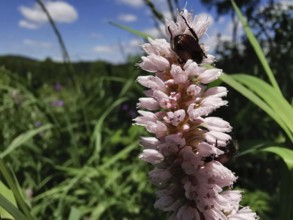 Pink flowers of the meadow knotweed (bistorta officinalis) with a beetle on it, surrounded by green
