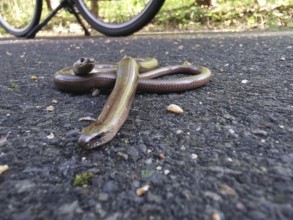 A slow worm (anguis fragilis) lies on the tarmac road near a bicycle, unesco biosphere reserve,