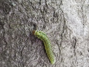 A green caterpillar (eruca) crawls over the rough surface of a tree bark, Berlin