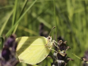 Close-up of a lemon butterfly (Gonepteryx rhamni) on a flower in green grass, Rennsteig, Thuringian