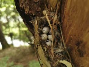 A bird's nest with eggs nestled in a tree trunk in the forest, Fichtelgebirge nature park Park