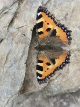 Close-up of a Small tortoiseshell (aglais urticae) sitting on a rock with its wings spread,
