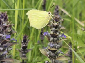 A lemon butterfly (Gonepteryx rhamni) resting on a flowering plant with purple flowers amidst