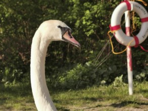 A swan (Cygnus) in profile with a lifebuoy in the background, surrounded by nature in the sunlight,