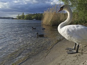 A swan (Cygnus) stands on the shore of a lake next to ducks (anates) and reeds under a cloudy sky,