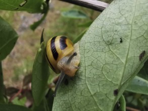 A close-up of a yellow and black striped Hain banded snail (cepaea nemoralis) moving on a green