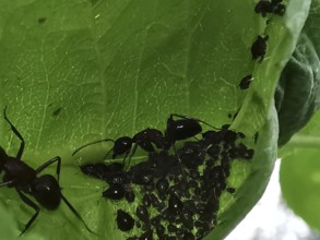 Close-up of ants (formicidae) and black aphids (aphidoidea) crawling on a green leaf, Franconian