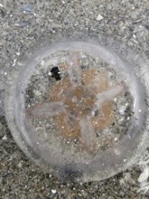 Jellyfish (medusae) with visible entrails on the beach on sand, surrounded by small shells and
