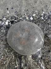 A stranded jellyfish (medusae) on wet sand on the beach surrounded by small shells, Baltic Sea