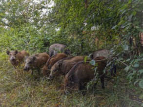 A group of wild boar (sus scrofa) forages for food in the dense grass of a wooded area, fresh spit,