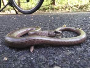 Close-up of a slow worm (anguis fragilis), coiled up like a snake on the asphalt of a road, unesco