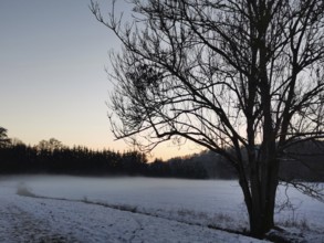 Winter landscape with snow-covered field, tree in the foreground and fog at sunset, hiking in the