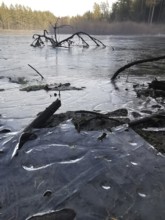 Frozen lake with branches lying in ice, surrounded by coniferous forest, hiking along the green