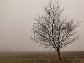 Bare tree in fog on a wide area, showing a melancholy atmosphere, Frankenwald nature park Park