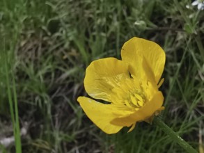 Yellow buttercup (ranunculus acris) in close-up, surrounded by blurred green grass, Franconian