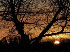 Trees as a silhouette in front of an orange sunset at Müggelsee, Köpenick, Berlin