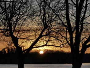 Sunset behind silver trees at Müggelsee, Berlin