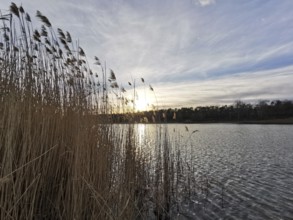 Peace at the lake, reeds and setting sun behind clouds, Berlin