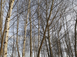 Bare birch trees (Betula) in front of a clear sky in winter, Berlin
