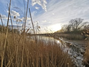 Idyllic lake with reeds, sunset and cloudy sky, Berlin