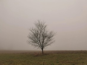 Bare tree in a foggy field, conveys a quiet and secluded atmosphere, Franconian Forest nature park
