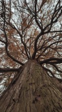 Dramatic view of a large tree with branching branches with close-up of the tree bark, view of the