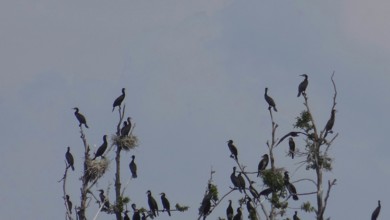 Flock of Comorants (Phalacrocoracidae) on branches, some with nests, against a clear sky, Bad