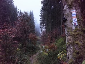 Picturesque, foggy forest trail with colorful autumn leaves and silence, signpost on a tree, hiking