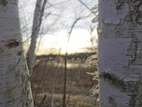 Close-up of birch bark (Betula) in the sun, Berlin