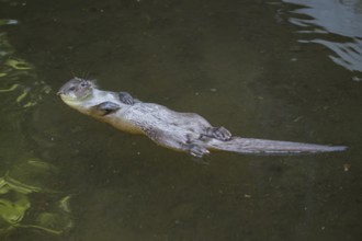 Eurasian otter (Lutra lutra) swimming in the water of a little lake, Bavaria, Germany