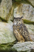 Eurasian eagle-owl (Bubo bubo) sitting on a rock in a stone wall, Bavaria, Germany
