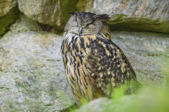 Eurasian eagle-owl (Bubo bubo) sitting on a rock in a stone wall, Bavaria, Germany