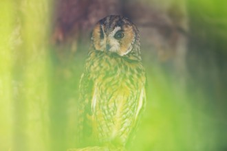 Long-eared owl (Asio otus) or lesser horned owl, sitting, captive, Germany
