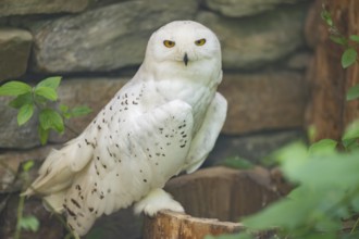 Snowy owl (Bubo scandiacus) sitting on a tree trunk in front of a stone wall, Bavaria, Germany
