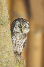 Boreal owl (Aegolius funereus) sitting on a branch, Bavaria, Germany