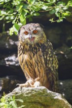 Eurasian eagle-owl (Bubo bubo) sitting on a rock, calling, Bavaria, Germany