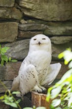 Snowy owl (Bubo scandiacus) sitting on a tree trunk in front of a stone wall, Bavaria, Germany