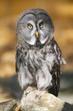 Great grey owl (Strix nebulosa), portrait, Bavaria, Germany