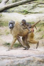 Guinea baboon (Papio papio) youngster hanging on its mothers back, Bavaria, Germany Europe