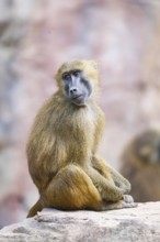 Guinea baboon (Papio papio) sitting on a rock, captive, Bavaria, Germany Europe