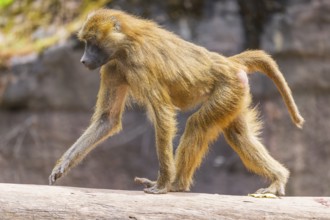 Guinea baboon (Papio papio) running on a tree trunk, Bavaria, Germany Europe